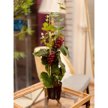  شجرة تزين عنب ارتفاع 74  سم 