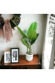  Banana decoration tree 135 cm 