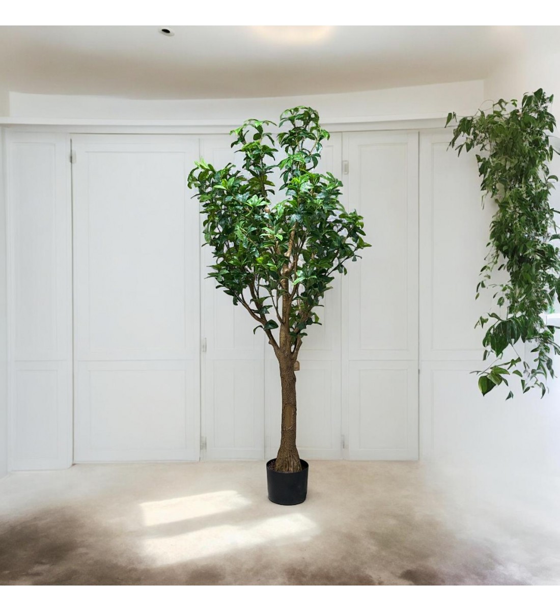 A tree decorated with a black olive tree, approximately 2.10 cm