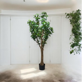  شجرة تزين فلكس بمركن اسود 2.10سم تقريبا  