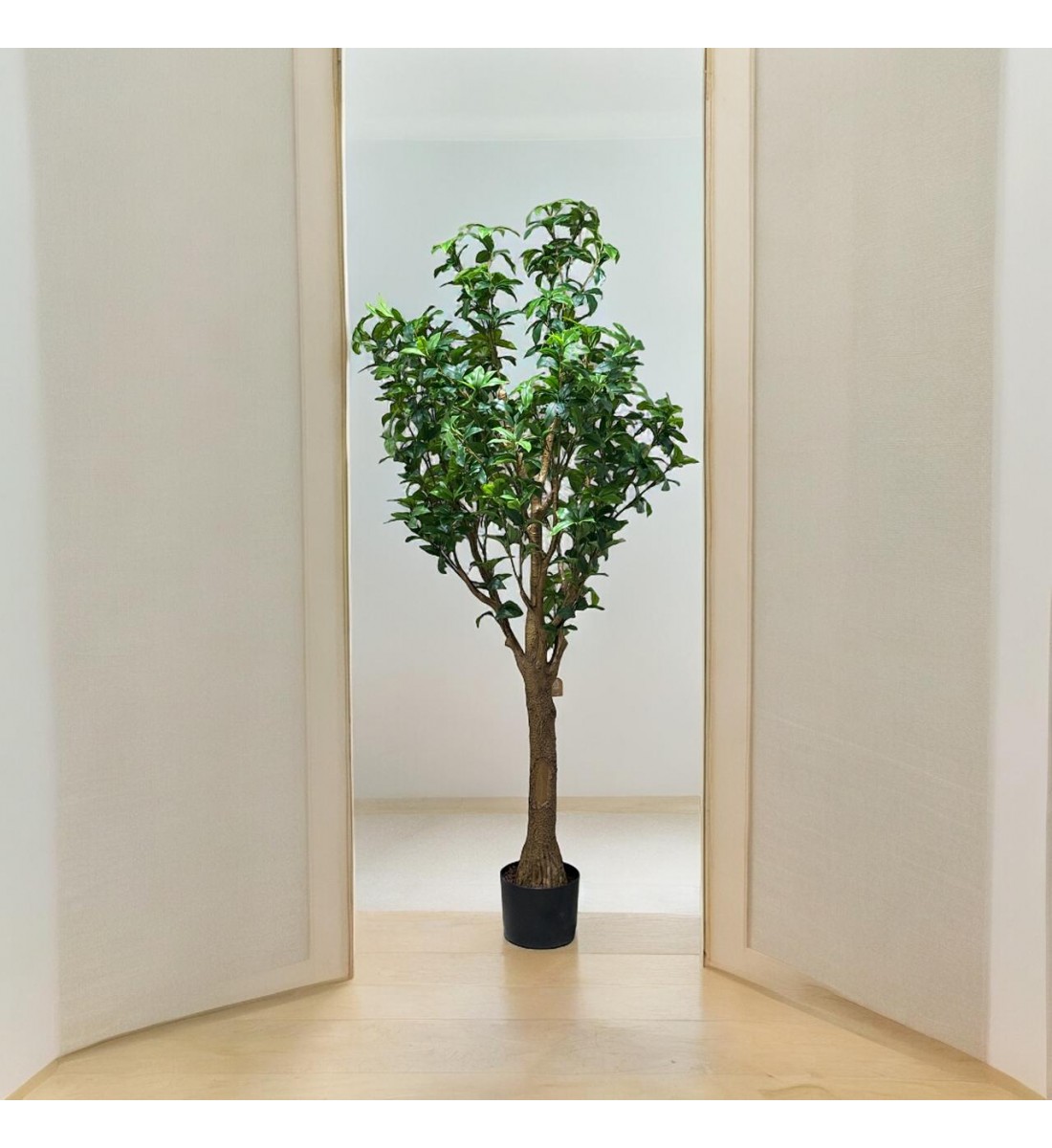 A tree decorated with a black olive tree, approximately 2.10 cm