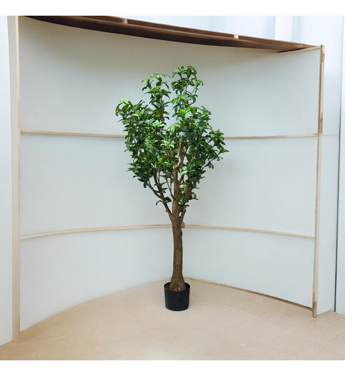 A tree decorated with a black olive tree, approximately 2.10 cm