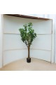 A tree decorated with a black olive tree, approximately 2.10 cm