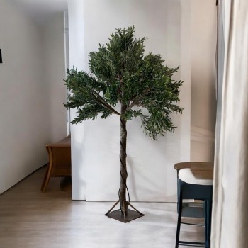 شجرة زيتون كبيرة  ارتفاع 2.50سم 