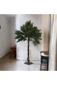 A large olive tree, 2.50 cm high