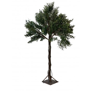 شجرة زيتون كبيرة  ارتفاع 2.50سم 