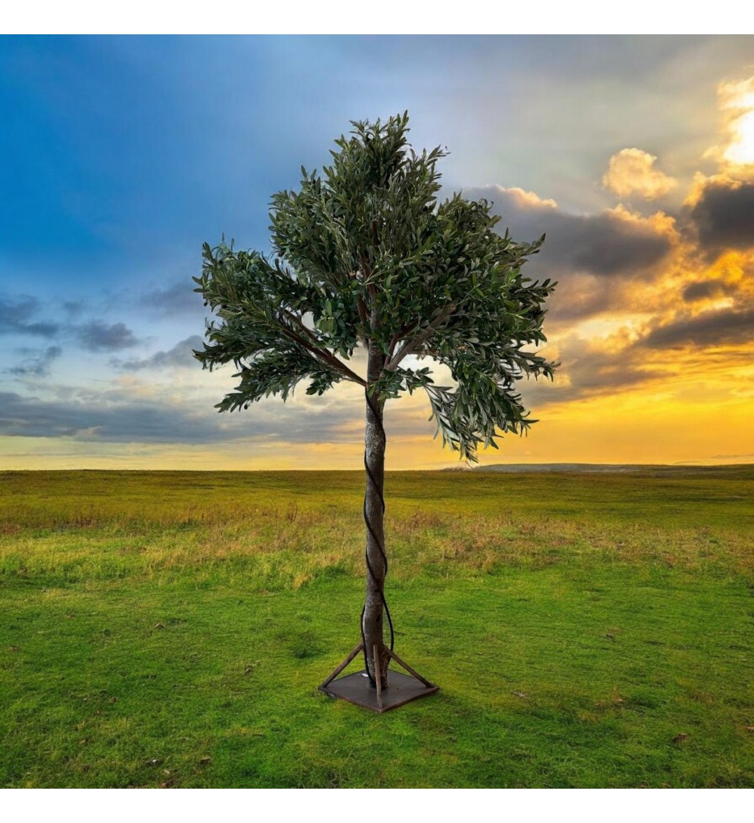 A large olive tree, 2.50 cm high