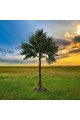 A large olive tree, 2.50 cm high