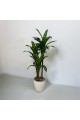 A tree decorated with 3 branches, a black corner, 140 cm