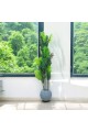 شجرة تزين اوراق النخيل مركن رصاصي ارتفاع 220سم تقريبا شجرة تزين اوراق النخيل مركن رصاصي ارتفاع 220سم تقريبا