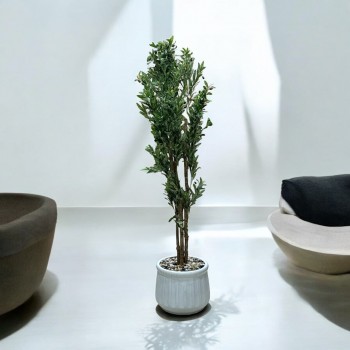  شجرة تزين اوراق الزيتون مركن سيراميك ابيض ارتفاع 2سم تقريبا 