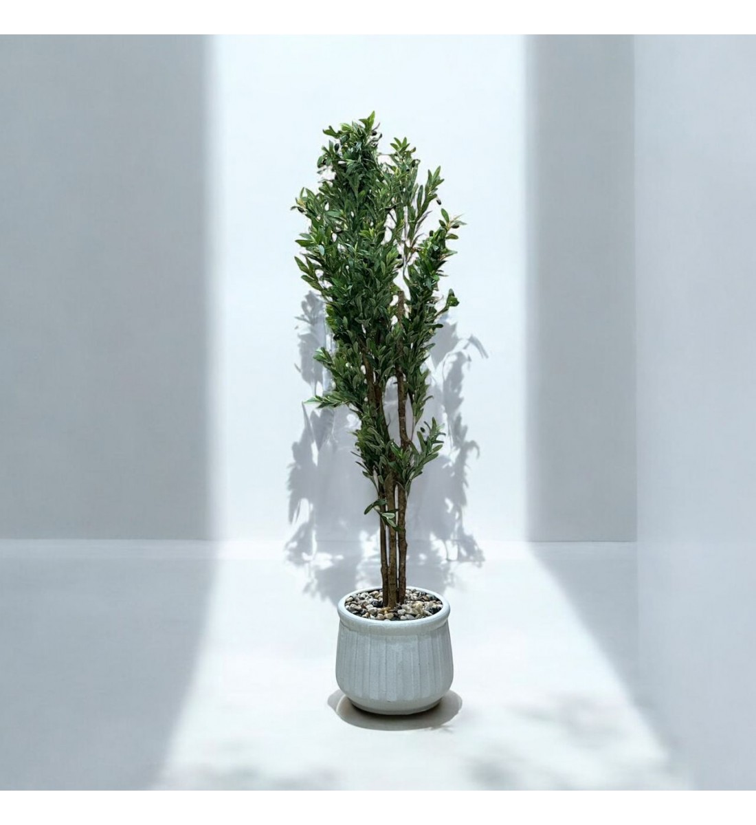 شجرة تزين اوراق الزيتون مركن سيراميك ابيض ارتفاع 2سم تقريبا شجرة تزين اوراق الزيتون مركن سيراميك ابيض ارتفاع 2سم تقريبا