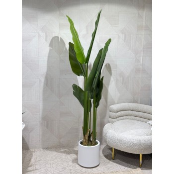    شجرة الموز متعددة الأوراق صناعي بوعاء ابيض فيبر  180 سم