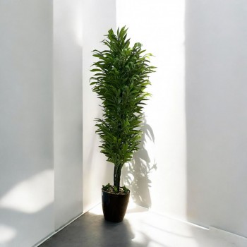 شجر اخضر بمركن بلاستيك  اسود تزيين صناعي 180سم