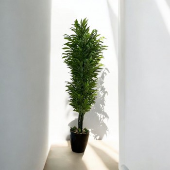 شجر بمركن اسود  تزين صناعي فينكوس  شكل حديث ارتفاع 200سم 