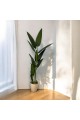 شجر صناعي موز بمركن بلاستسك ابيض ارتفاع165 سم شجر صناعي موز بمركن بلاستسك ابيض ارتفاع165 سم
