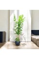 اشجار صناعية زينة ورق بامبوا مركن اسود ارتفاع 185 سم اشجار صناعية زينة ورق بامبوا مركن اسود ارتفاع 185 سم