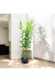 اشجار صناعية زينة ورق بامبوا مركن اسود ارتفاع 185 سم اشجار صناعية زينة ورق بامبوا مركن اسود ارتفاع 185 سم