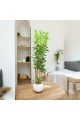 اشجار صناعية زينة ورق بامبوا  مركن ابيض ارتفاع 185 سم