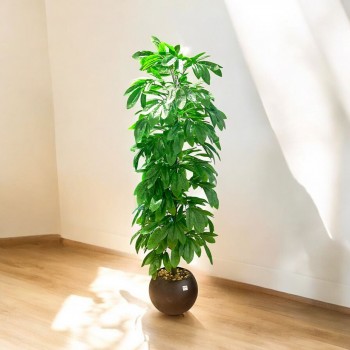 شجر زينة صناعي مع مركن اسود175سم 