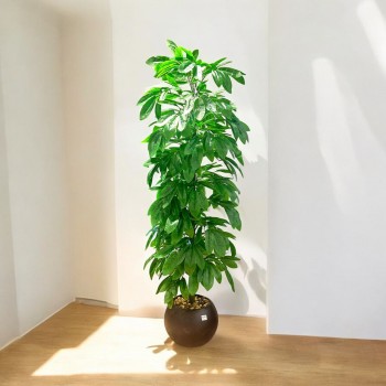 شجر زينة صناعي مع مركن اسود175سم 