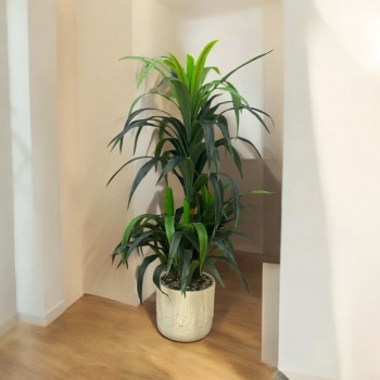 شجر زينة صناعي مع مركن ابيض145سم تقريبا 