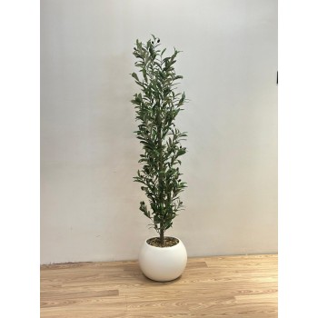 شجرة بمركن ابيض زيتون ارتفاع  168سم  ديكور اصطناعية بتصميم واقعي وأوراق خضراء كثيفة تضفي لمسة طبيعية ومنعشة على المكان. 