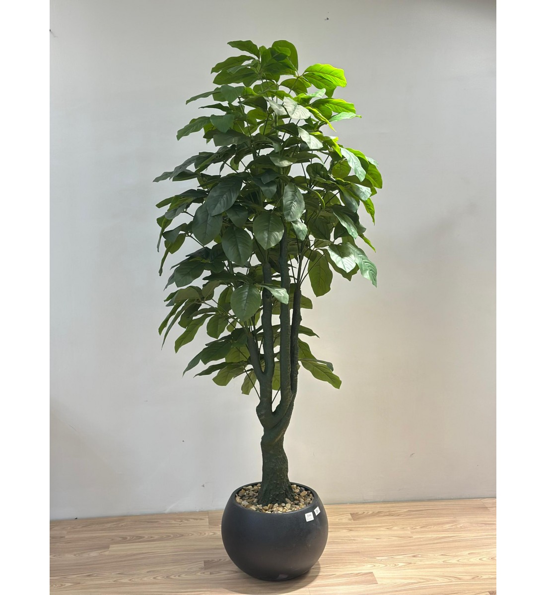 شجرة بمركن اسود المال (Pachira aquatica) وتُعرف أيضًا باسم شجرة الباتشيرا أو Money Tree. -مقاس 2متر  