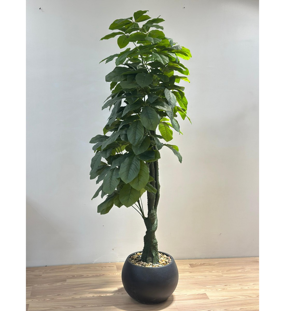 شجرة بمركن اسود المال (Pachira aquatica) وتُعرف أيضًا باسم شجرة الباتشيرا أو Money Tree. -مقاس 2متر  