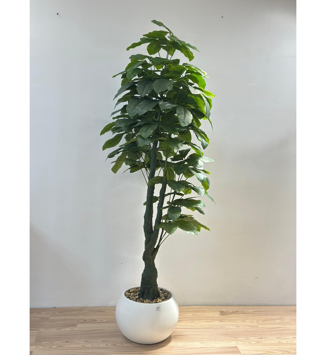 شجرة بمركن ابيض المال (Pachira aquatica) وتُعرف أيضًا باسم شجرة الباتشيرا أو Money Tree. -مقاس 2متر  