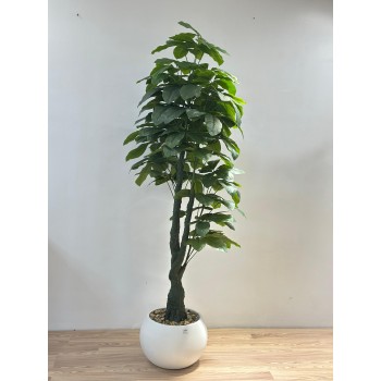 شجرة بمركن ابيض المال (Pachira aquatica) وتُعرف أيضًا باسم شجرة الباتشيرا أو Money Tree. -مقاس 2متر  