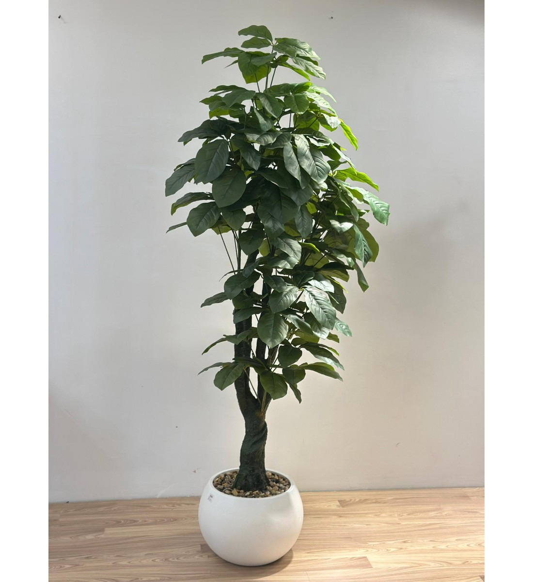 شجرة بمركن ابيض المال (Pachira aquatica) وتُعرف أيضًا باسم شجرة الباتشيرا أو Money Tree. -مقاس 2متر  