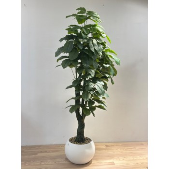 شجرة بمركن ابيض المال (Pachira aquatica) وتُعرف أيضًا باسم شجرة الباتشيرا أو Money Tree. -مقاس 2متر  