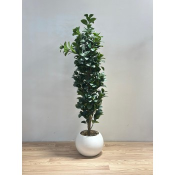 نبتة زينة صناعية بلمسة طبيعية بمركن ابيض 160سم 