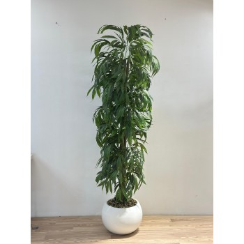 نبتة زينة صناعية بلمسة طبيعية دراسينا رفلكسا بمركن ابيض 2سم 