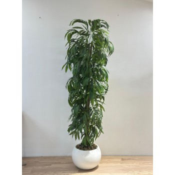 نبتة زينة صناعية بلمسة طبيعية دراسينا رفلكسا بمركن ابيض 2سم 