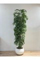 نبتة زينة صناعية بلمسة طبيعية دراسينا رفلكسا بمركن ابيض 2سم 