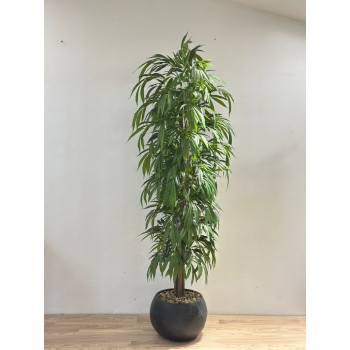 نبتة زينة صناعية بلمسة طبيعية دراسينا رفلكسا بمركن اسود 2سم 