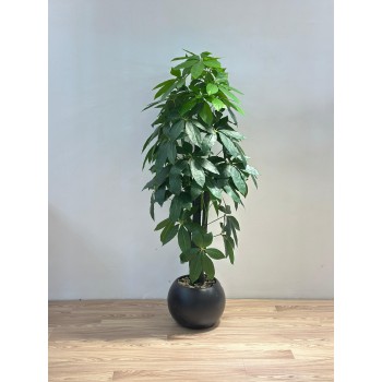 نبتة زينة صناعية المال  بلمسة طبيعية بمركن اسود 155سم 