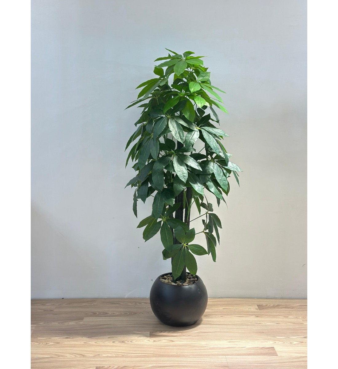 نبتة زينة صناعية المال  بلمسة طبيعية بمركن اسود 155سم 