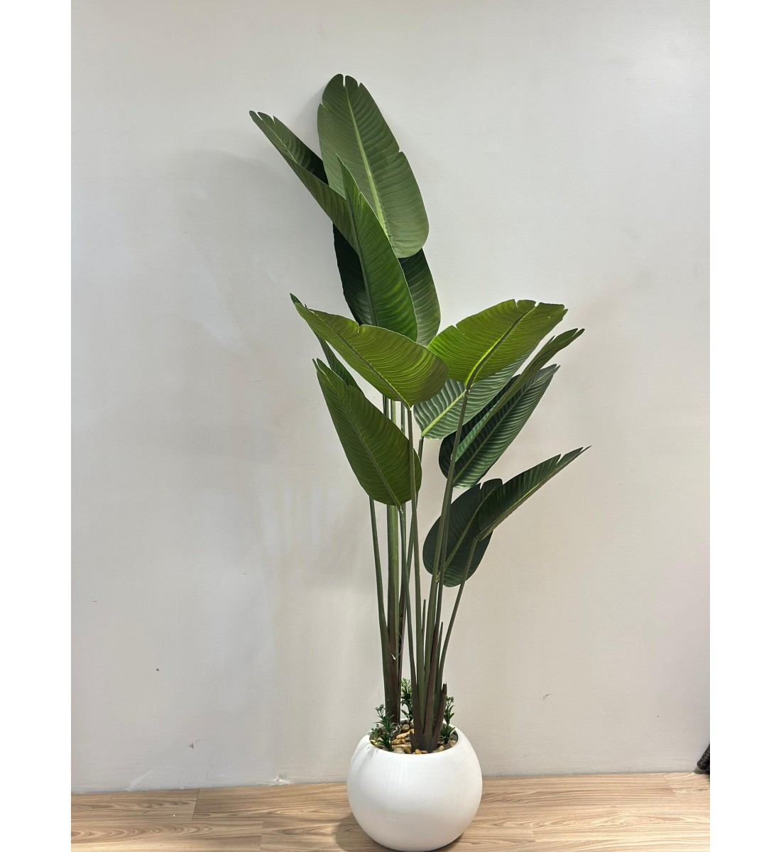 شجرة طائر الجنة الأبيض لديكور داخلي راق (موز)180سم 