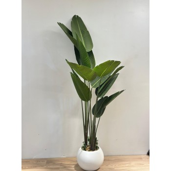 شجرة طائر الجنة الأبيض لديكور داخلي راق (موز)180سم 