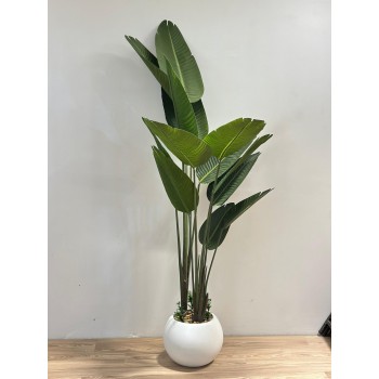 شجرة طائر الجنة الأبيض لديكور داخلي راق (موز)180سم 