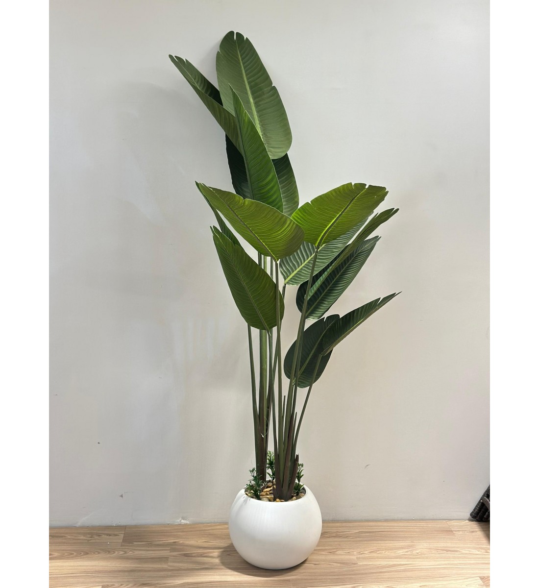 شجرة طائر الجنة الأبيض لديكور داخلي راق (موز)180سم 