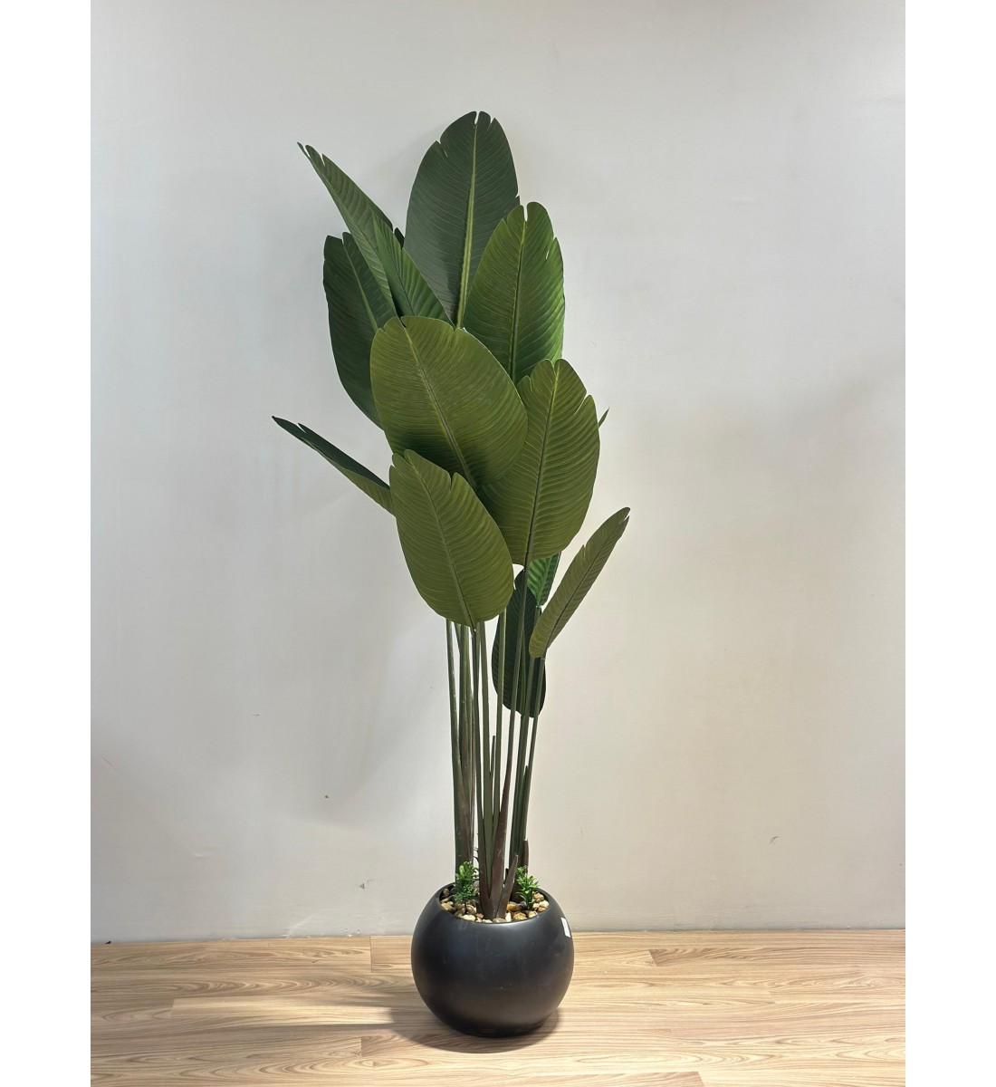 شجرة طائر الجنة الاسود لديكور داخلي راق (موز)180سم 