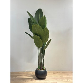 شجرة طائر الجنة الاسود لديكور داخلي راق (موز)180سم 