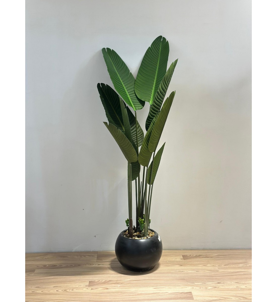 شجرة طائر الجنة الاسود لديكور داخلي راق (موز) 165سم 