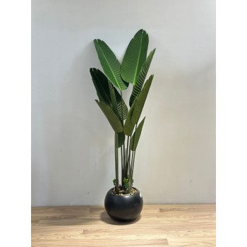 شجرة طائر الجنة الاسود لديكور داخلي راق (موز) 130سم 