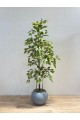 شجرة  بمركن رصاصي يشبه الأشجار الحقيقية، تتميز بأوراق خضراء كثيفة متفاوتة الدرجات تعكس حيوية وانتعاش الطبيعة. 170سم 