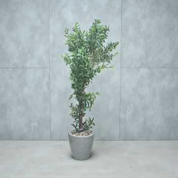 شجرة  بمركن صناعية طويلة مزهرة زيتون 2متر